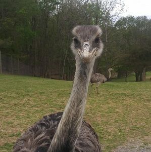 Meet your Posher, Mario